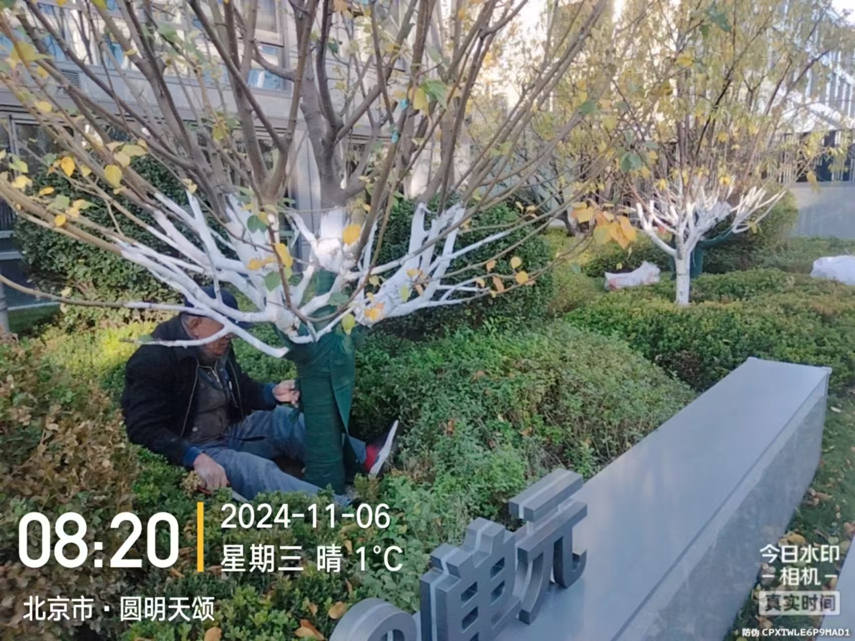 《北京天宏園林綠化有限公司：冬季綠化養(yǎng)護(hù)之大樹(shù)涂白》