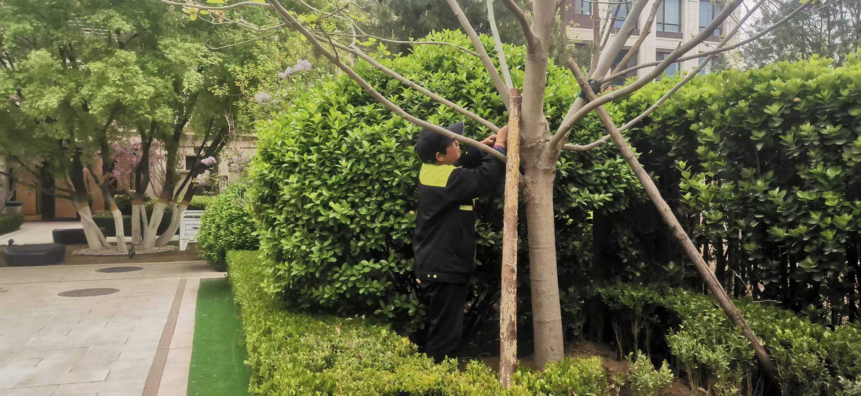 北京將出現(xiàn)10級以上大風(fēng)，園林綠化養(yǎng)護如何提前防范風(fēng)險